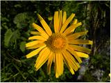 Planina Jezerca - Veliki Zvoh